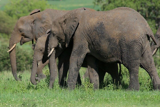 Bandipur